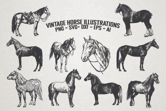 Vintage Horse Illustrations Graphics Vector PNG Review